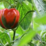 A paprika túlélheti a telet a házban? Tavasszal ismét kiültetheted a kertbe