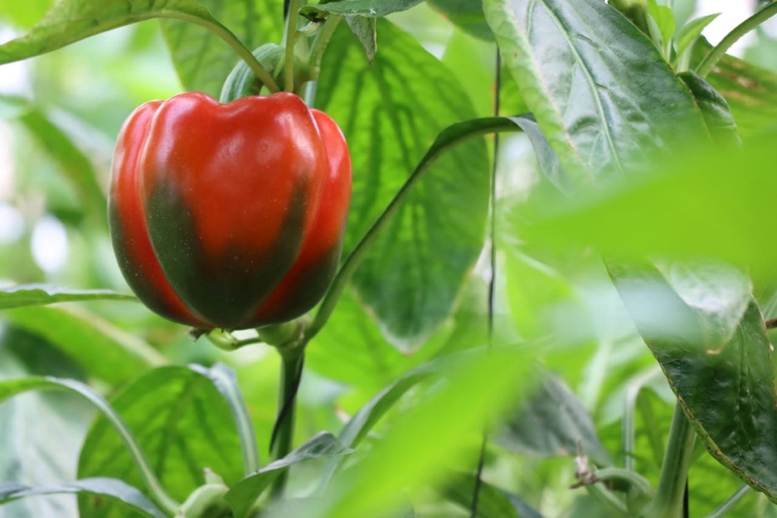 A paprika túlélheti a telet a házban? Tavasszal ismét kiültetheted a kertbe